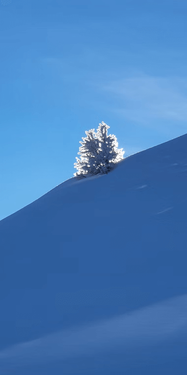 0ddd4f_395f876e22454ab4944cab7c4b7d22e7~mv2 crystaline fir