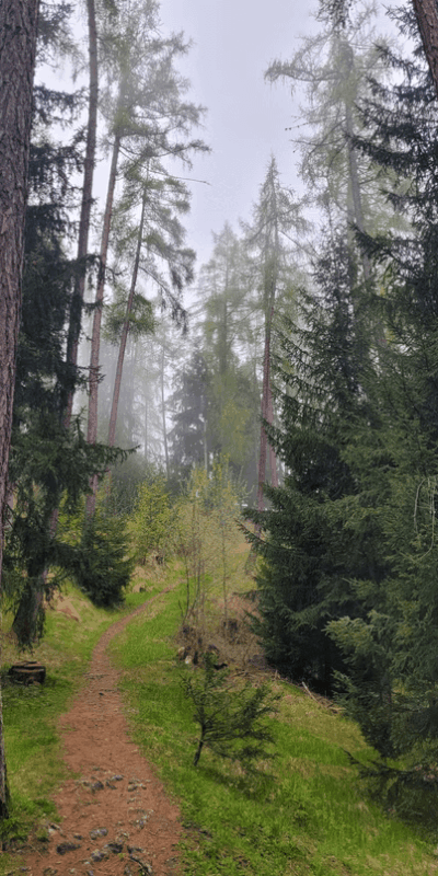 0ddd4f_920e5e64ada44dfab40708b721649b85~mv2 forest and bisse walk